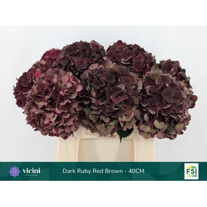Hydrangea mag dark ruby classic