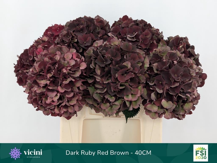 <h4>Hydrangea mag dark ruby classic</h4>