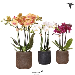 Kolibri Orchids Phalaenopsis mix 3 spike in Moon pot mix