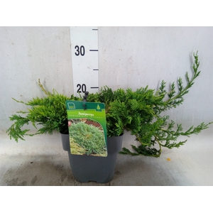 Juniperus horizont. 'Wiltonii '
