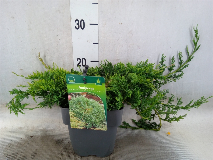 <h4>Juniperus horizont. 'Wiltonii '</h4>