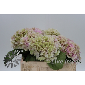 Hydrangea verena classic