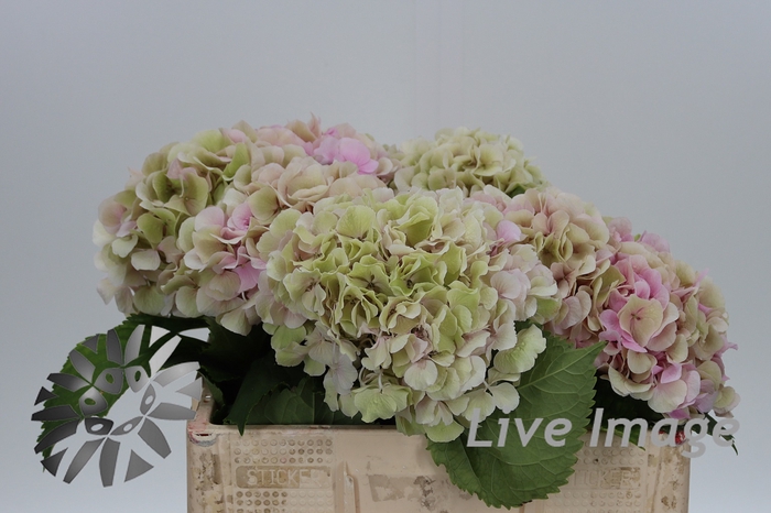 <h4>Hydrangea verena classic</h4>