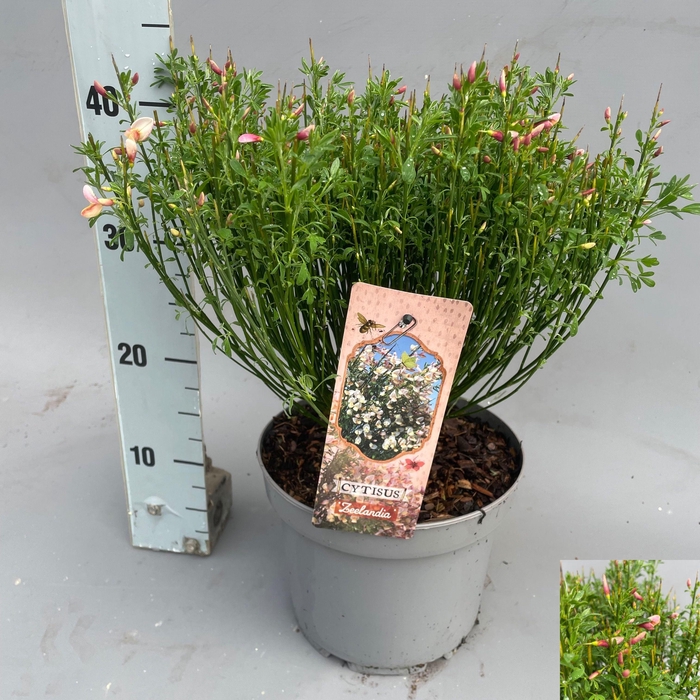 <h4>CYTI PR ZEELANDIA</h4>