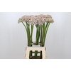 Allium Silverspring