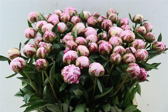 <h4>Paeo L Sarah Bernhardt</h4>