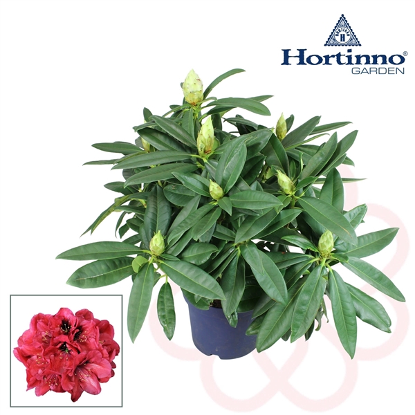 <h4>Hortinno® Garden XXL Red Devil groen 45 - 55 cm</h4>