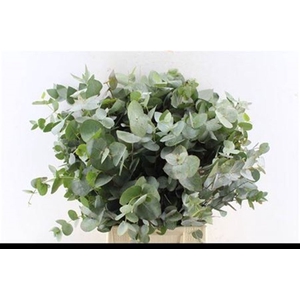 Euca Cinerea Short Per Bunch 150 Gram Za