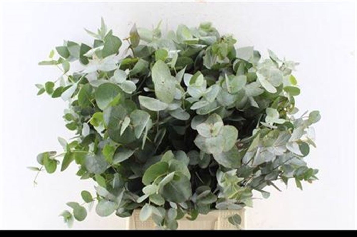 <h4>Euca Cinerea Short Per Bunch 150 Gram Za</h4>