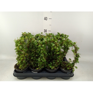 Muehlenbeckia com. 'Mao'ri'