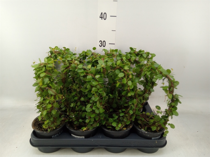 <h4>Muehlenbeckia com. 'Mao'ri'</h4>