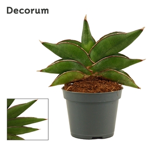 Sansevieria Stylish fan 6 cm (Decorum)