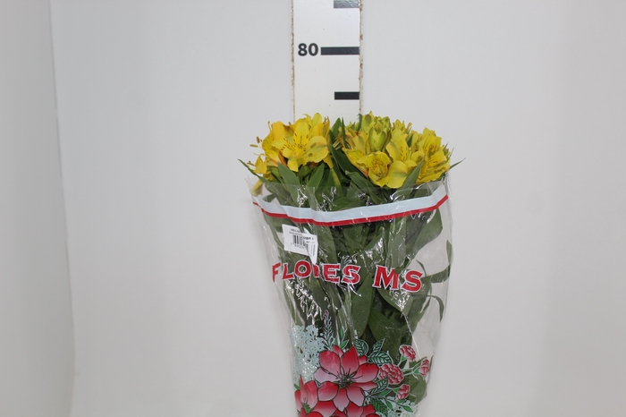 <h4>ALSTROEMERIA SUNNY LADY 070 CM</h4>