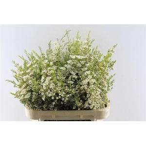 Chamelaucium Ofir White