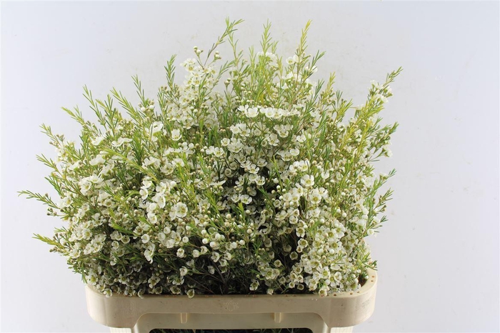 <h4>Chamelaucium Ofir White</h4>