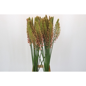 Eremurus Cleopatra