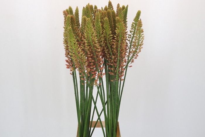 <h4>Eremurus Cleopatra</h4>