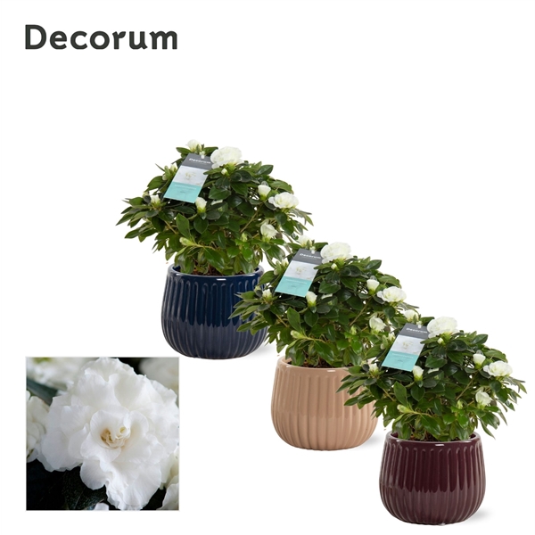 <h4>Rhododendron Simsii Grp Aiko White</h4>