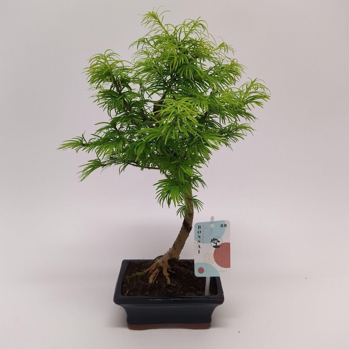 <h4>Pseudolarix Outdoor Bonsai 15 cm</h4>