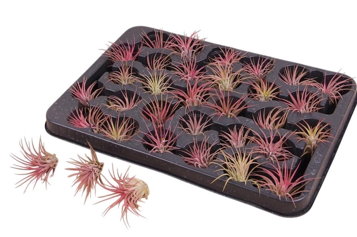 <h4>TILLANDSIA IONANTHA</h4>