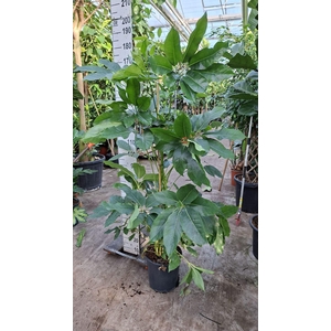 Schefflera Amate