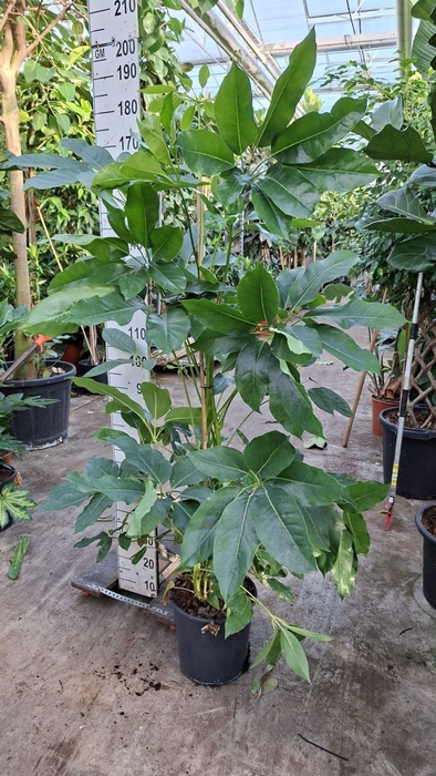 <h4>Schefflera Amate</h4>