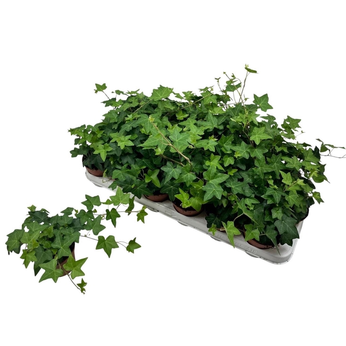 <h4>HED HE PITTSBURGH</h4>