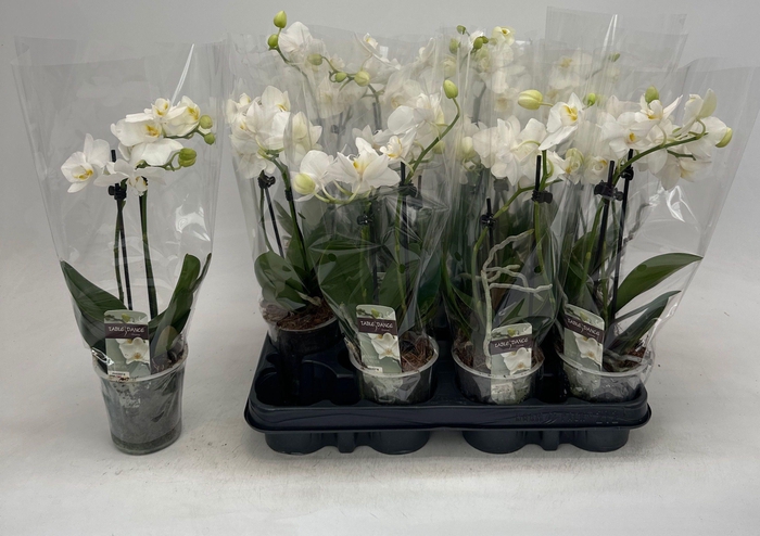 <h4>PHAL OV WIT</h4>