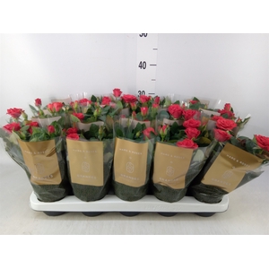 Rosa  'Red Mercedes Kordana'