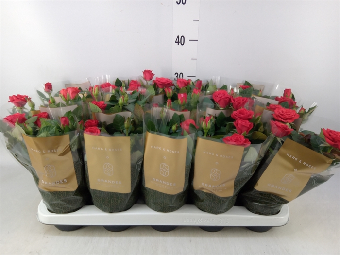 <h4>Rosa  'Red Mercedes Kordana'</h4>