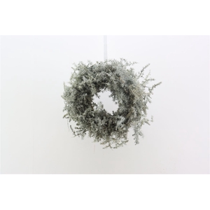 Wr Asparagus Wax Naturel White 23cm