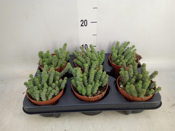 <h4>Crassula marnieriana</h4>