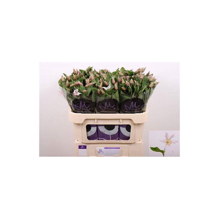 <h4>Clem Amazing Kansas</h4>