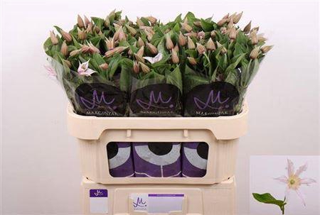 <h4>Clem Amazing Kansas 70cm</h4>