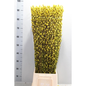 SALIX  SN FLA KLB H%