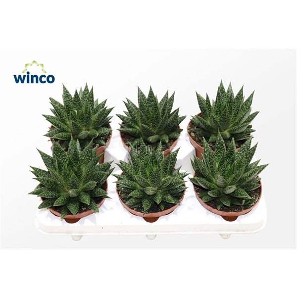 <h4>Aloe D Due</h4>