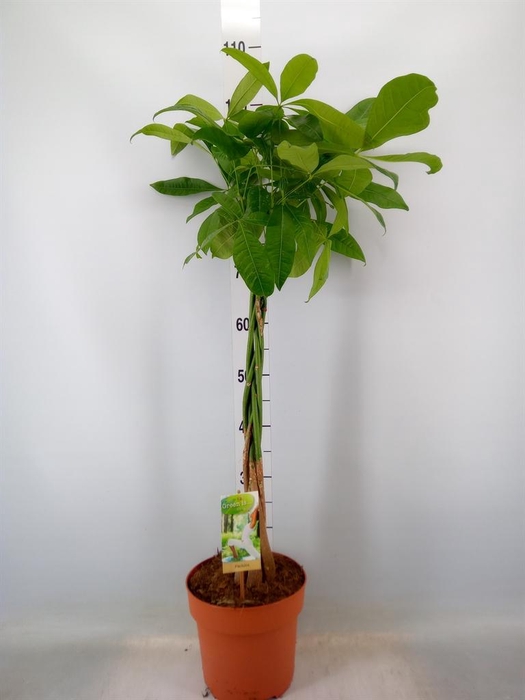 <h4>Pachira aquatica</h4>