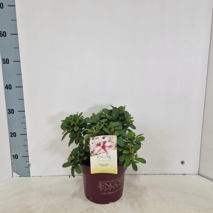 <h4>Rhododendron ENCORE® Autumn Starburst ('Robleze'PBR) nieuw</h4>