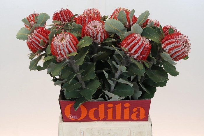 <h4>Banksia Coccinea</h4>