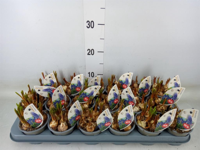 <h4>Muscari   ...</h4>