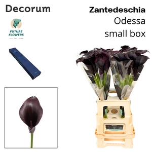 Zant Odessa Medium Box 70 Cm 20 St.