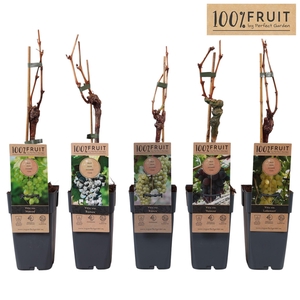 Vitis overig wit