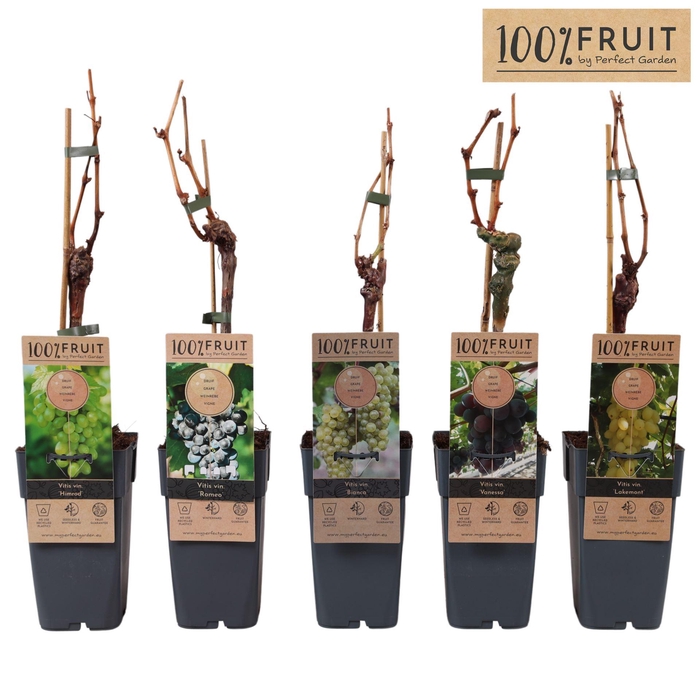 <h4>Vitis overig wit</h4>