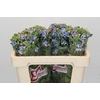 Oxypetalum Tweedia Blue