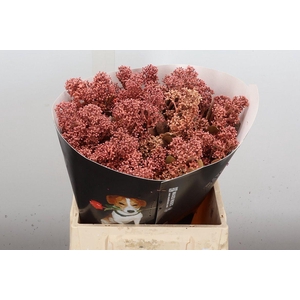 Snijgroen Skim Ov Bs Klb H