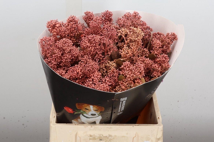 Snijgroen Skim Ov Bs Klb H