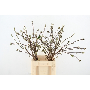 MAGNOLIA SUPERBA 080CM