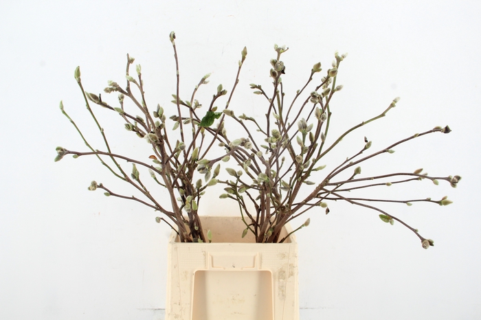 <h4>MAGNOLIA SUPERBA 080CM</h4>