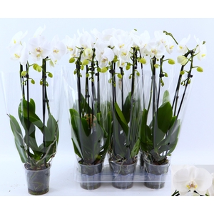 PHAL EL CASCADE
