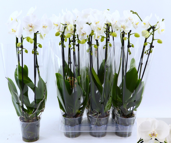 <h4>PHAL EL CASCADE</h4>